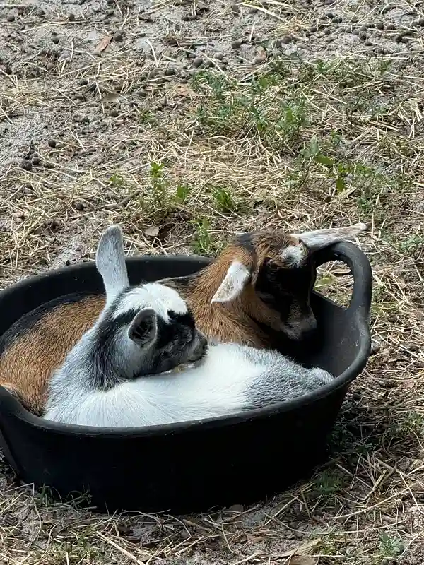 Two baby goats curled up together in rubber bowl