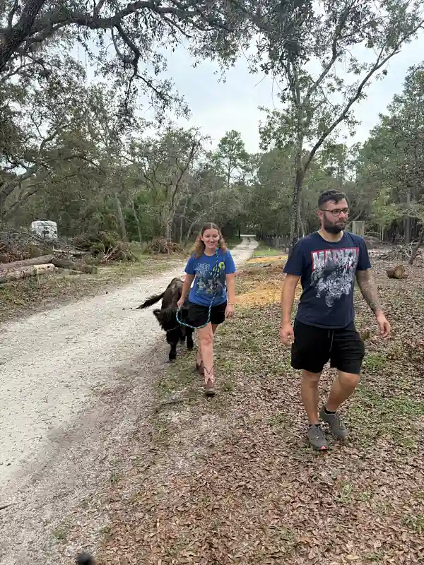 Two people walking cow on leash down farm path