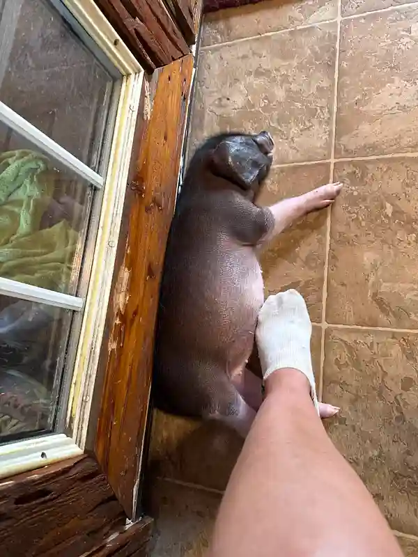 Tiny piglet sleeping against person foot indoors