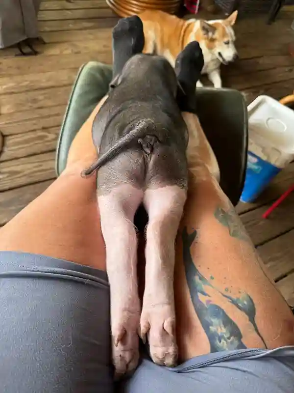 Piglet lying on person lap on porch with dog nearby