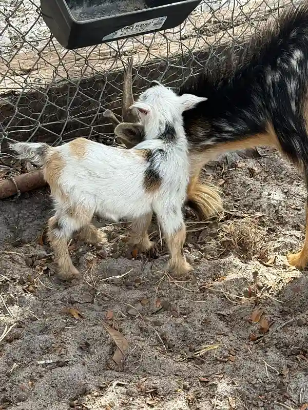 Baby goat kid nursing from mother goat