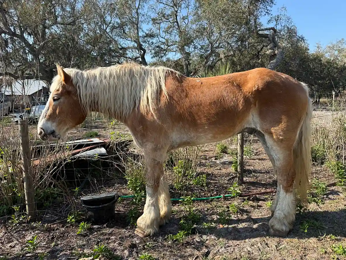 Belgian draft horse with flowing blonde mane standing outdoors