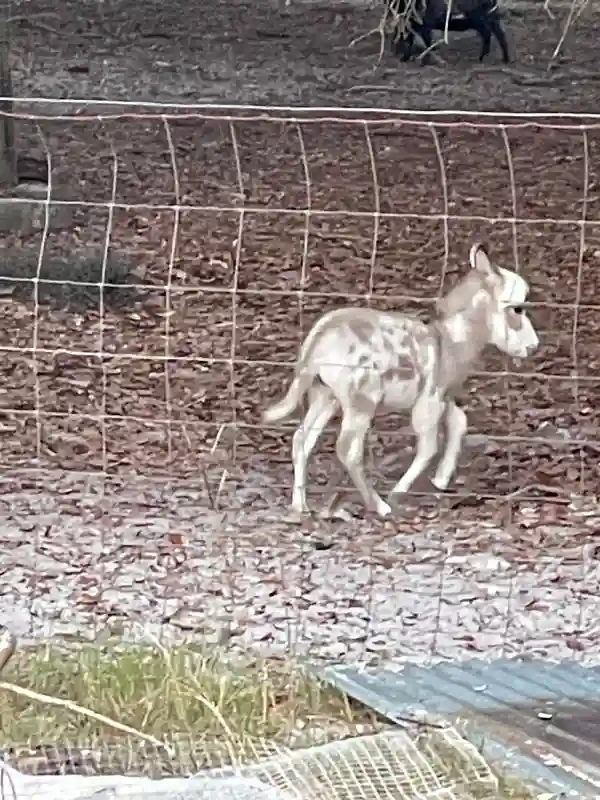 Baby donkey foal walking along fence line