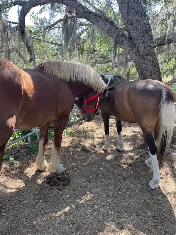 Two draft horses nuzzling under oak trees