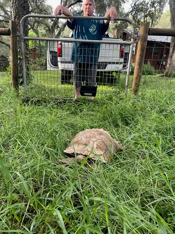 Man watching large tortoise in tall grass on farm
