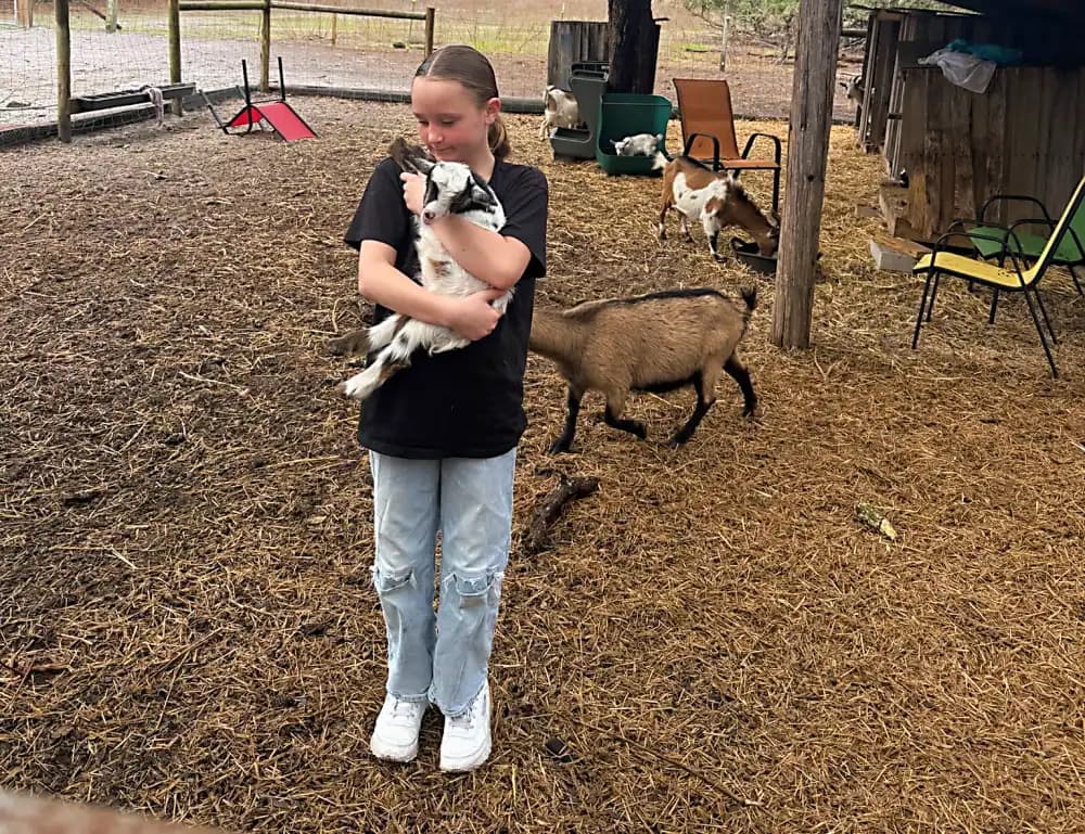 Farm animals at Paradise Pastures sanctuary