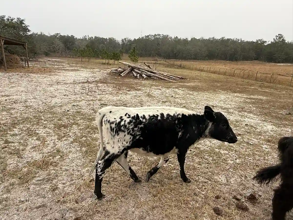 Dotty the Dexter Cow