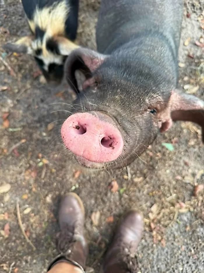 Michone the Meishan Pig