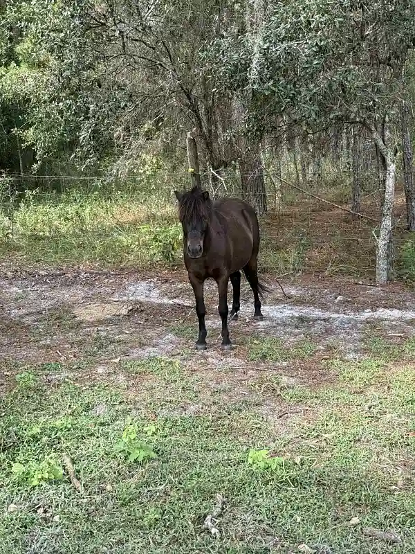 Soda Pop the Shetland Pony