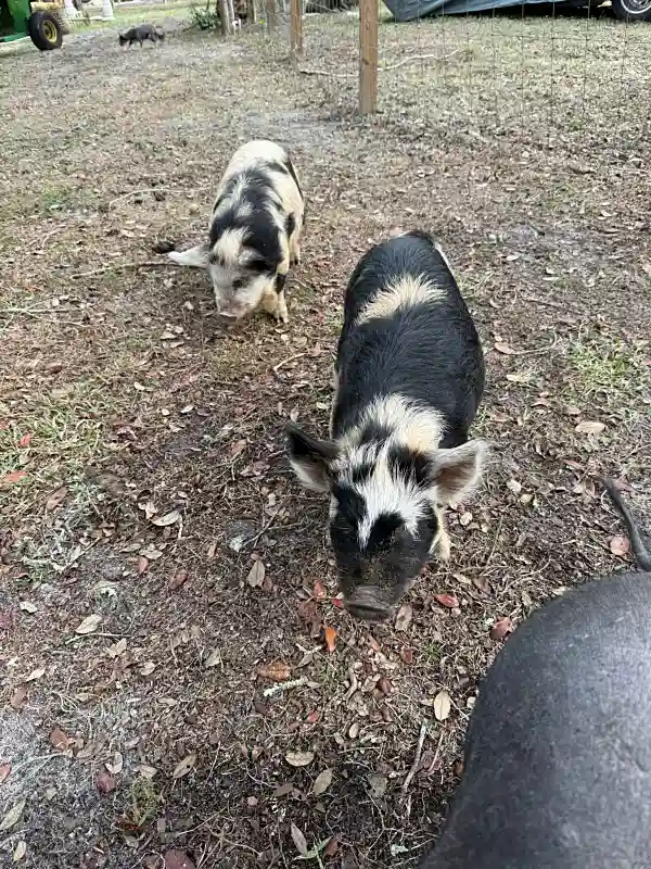 Tara & Miss Sue the Kunekune Pig